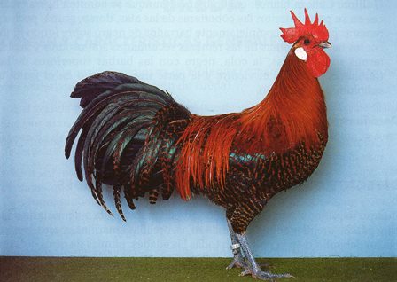 Brakel Dourado
